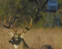 Advantage Hunting